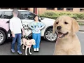 Download Lagu My Boyfriend Tried Walking with a Guide Dog for the First Time! (blindfolded challenge)