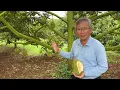 Download Lagu TINJAUAN INDUSTRI DURIAN DI VIETNAMDURIAN INDUSTRY OVERVIEW IN VIETNAM越南榴莲产业概况