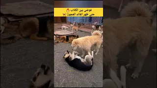 فوضى بين الكلاب حتى ظهر القائد العجوز كلاب  فوضى بين الكلاب حتى ظهر القائد العجوز كلاب