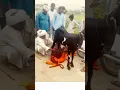 World Record High Milk goat