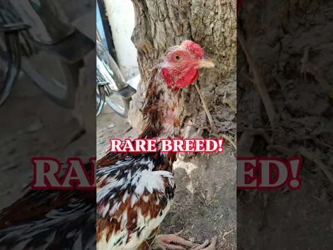 My Rare Naked Neck Rooster is So Majestic! π USA Farm