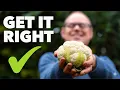 Download Lagu The Easiest Way to Grow Cauliflowers (Even if You’ve Failed)