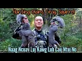 Hunting Giant Gray Squirrels in December | Naag Ncuav Luj Kawg Lub Caij Ntuj No #hunting 