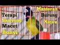 Lagu Suara Burung Samyong Gacor , Terapi Samyong Macet Bunyi // Masteran Burung // Murai Batu // Kacer