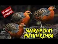 Download Lagu Suara pikat burung puyuh rimba/puyuh tarun-tarun 30 menit