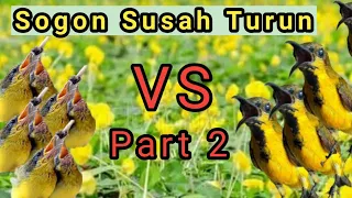 suara pikat sogon anakan kombinasi crecetan rapat