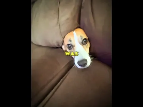 He Thought The Couch Made Him Invisible 😂😲
