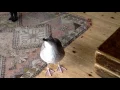 Download Lagu Pingu The Seagull
