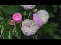 3 Hours Listening to Wild Roses 🌹 | 432Hz Living Sound (Black Screen • No Ads)
