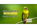 CIRI BURUNG MOZAMBIK JANTAN \u0026 BETINA