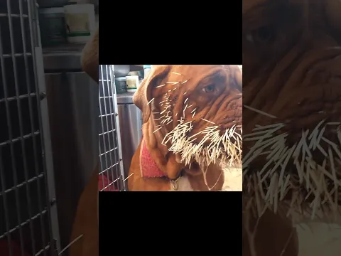 Most Painful Attack For Porcupine By info fact News