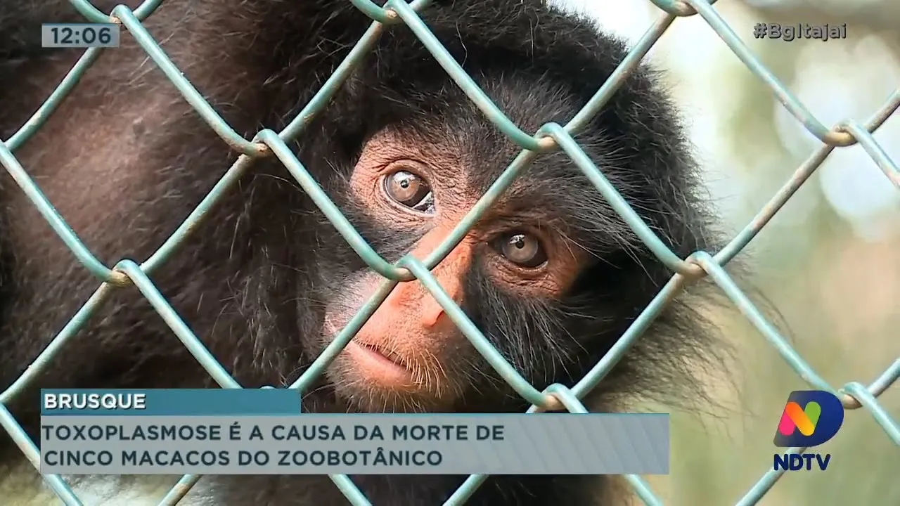Toxoplasmose é a causa da morte de cinco macacos do zoobotãnico de Brusque