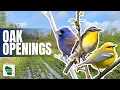 Is Ohio s Oak Openings A Hidden Birding Paradise