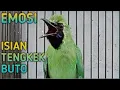 Download Lagu Cucak Ijo Nagen Satu Titik, Emosi Bongkar Tengkek Buto,Ngerol Panjang