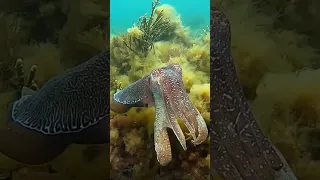 Giant Cuttlefish Mating, Whyalla South Australia #cuttlefish #whyalla #scuba #scubadiving