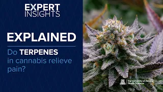Expert Insights Do Terpenes in Cannabis Relieve Pain