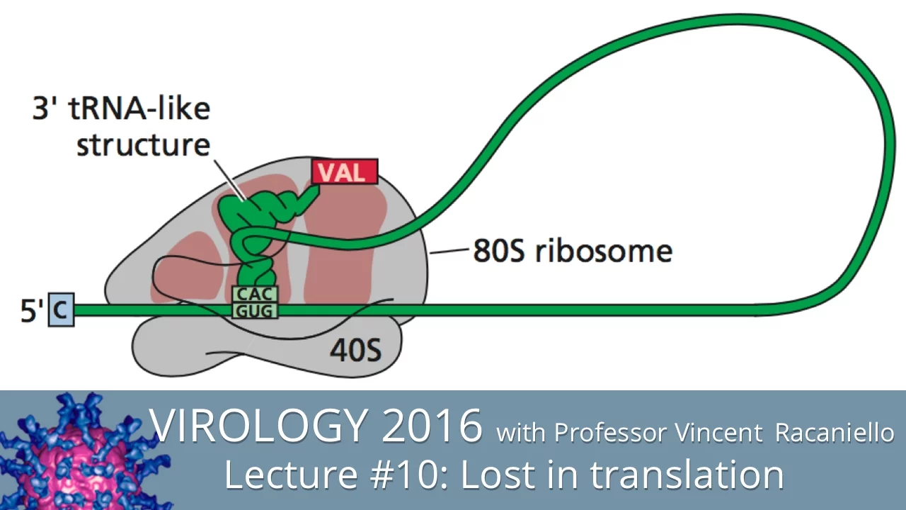 Virology Lectures 2016 #10: Lost in translation