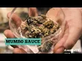 EXCLUSIVE DISPENSARY ACCESS SILVER SPRING MARYLAND DISEPNSARY