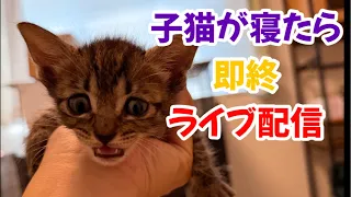 子猫が寝たら即終了