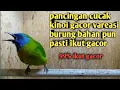 Lagu pancingan kinoi gacor burung bahan pasti ikut nyaut