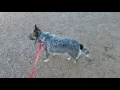 Blue heeler dog aggression human aggression first day
