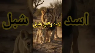 حيوانات مفترسة أسد يقتل شبل Cute حيوانات مفترسة Animals Cat 