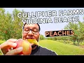 Peach Picking At Cullipher Farms - FUN Things To Do In Virginia Beach In Summer 2021