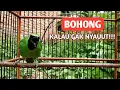 Download Lagu Cucak Ijo Gacor Bongkar Isian Full bikin ijo Mana saja ikutan Gacor - Masteran Cucak Ijo
