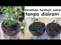 Lagu cara menanam cabe di galon bekas tanpa disiram