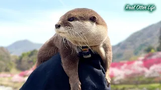 [元ネタ] 【悲報】満開の花桃の里で泳ぐカワウソたちにまさかの悲劇。楽しみにしてた「あのお店」が消えて、しょんぼり姿が切なすぎる…