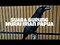 Download Lagu TERNYATA BEGINI SUARA ASLINYA BURUNG MURAI PAPUA IRIAN