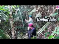Download Lagu Lama tak pergi mencari Umbut Lalis dan menjenguk kampung menalun. 