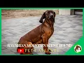 Bavarian Mountain Scent Hound The HIDDEN GEM of Dog Breeds
