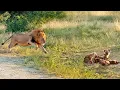 Lagu Lion Comes Across Hyena Cubs Sleeping at their Den
