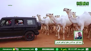 مسيرة رجل الاعمال ومالك الابل عبد الله بن مطلق أبو ظهير القريني بمناسبة حصوله علي المركز الثاني 