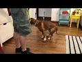 Beagle Boxer Mix Learns Down Command How To