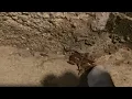 Horrific Hissing Insect from Hell