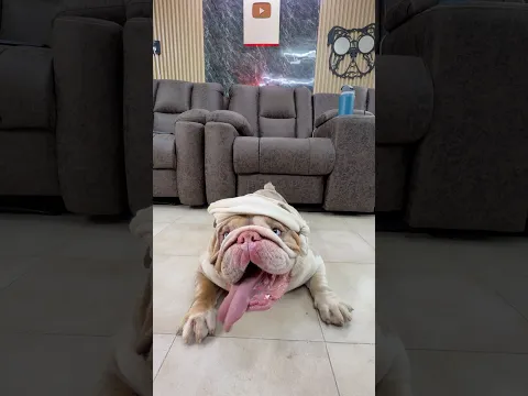 POLAR EMPEZÓ SUS CLASES DE KARATE 😂🥋