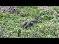 Gator watch Why they may be more visible across the Houston area