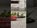 Download Lagu birdslove #parrot #unedited #loveforbirds #birds #hanikarakbapu#morningvibes #morningprayer
