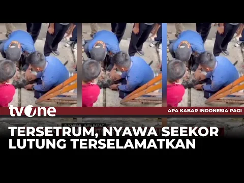 Damkar Selamatkan Lutung Tersetrum Listrik