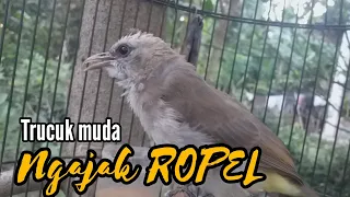 pancingan trucuk ombyokan dg trucukan muda belajar bunyi ngajak ropel gacor