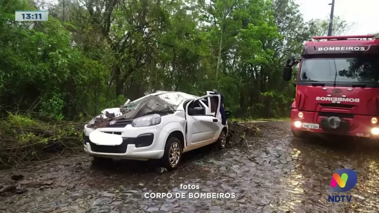 Pinheiro Preto: árvore atinge carro e deixa motorista ferido