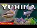 Beautiful Taiwan Yuhina Feeding Hungry Chicks