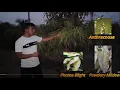 Mango Plant Disease Detection Project Python OpenVINO Deep Learning