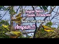 Download Lagu Suara Sogon Ribut Panik Terancam Paling Ampuh
