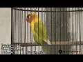 Download Lagu Masteran Lovebird Jantan Ngekek Minor.! Ampuh Untuk Cetak Lovebird Dobelan Nada Minor