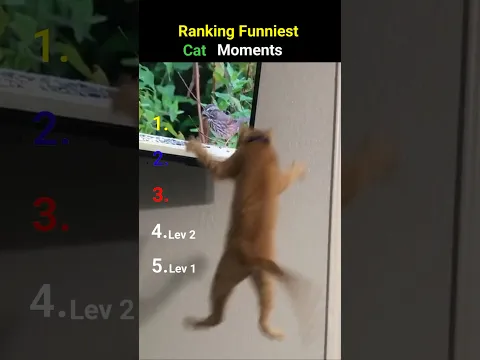 Ranking Funniest cat Moments #Cat #funnyvideo