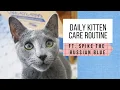 Raising our Russian Blue kitten Daily care routine 5 months old