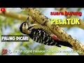 Download Lagu Masteran burung pelatuk dengan suara jernih Ampuh dan tidak bikin stres burung...